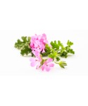 Geranium Essential Oil