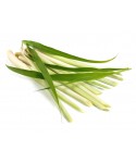 Lemongrass Essential Oil